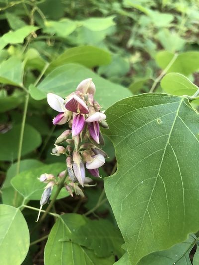 Lackeya multiflora, photographed by John Kees