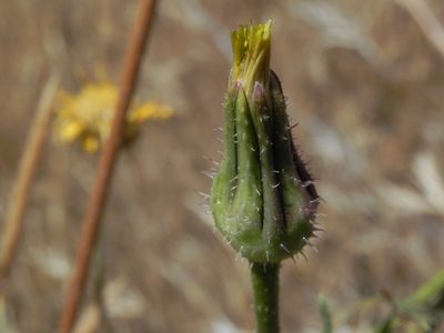 Urospermum picroides, photographed by James C. Davis