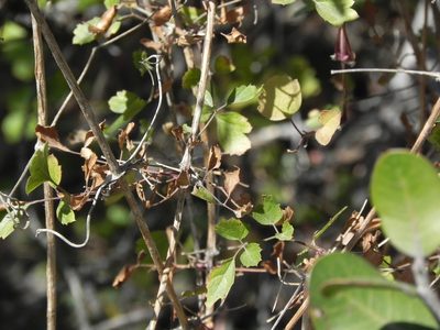 Clematis pauciflora