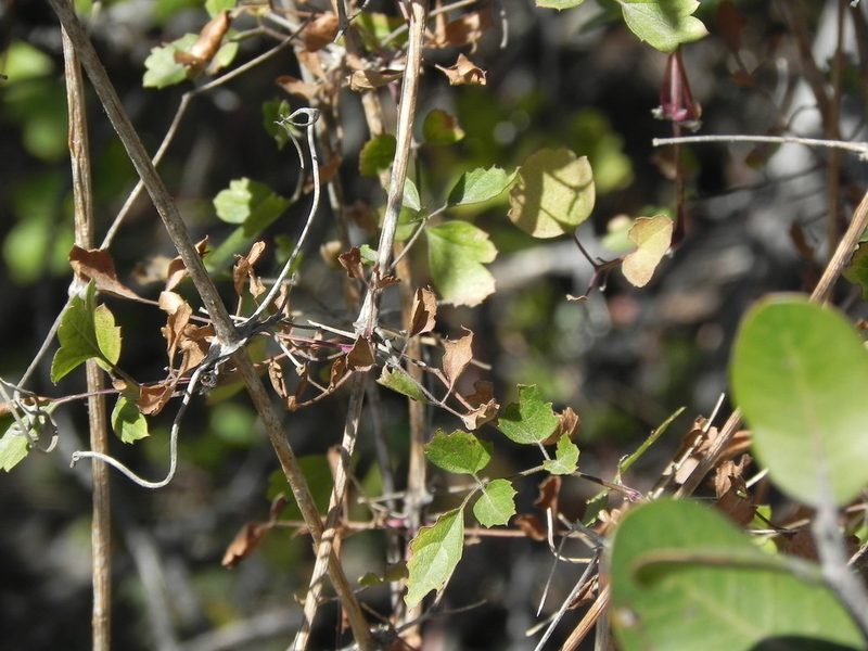 Clematis pauciflora, photographed by James C. Davis