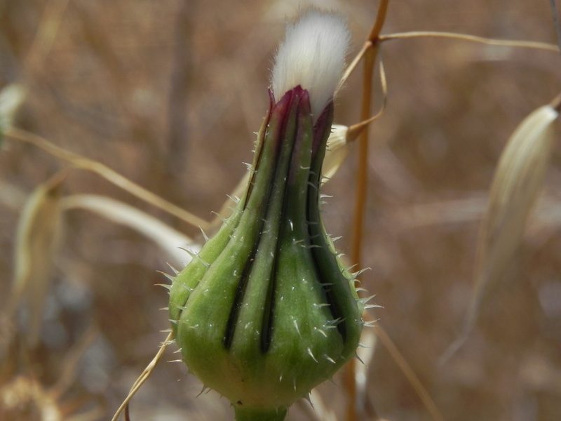Urospermum picroides, photographed by James C. Davis