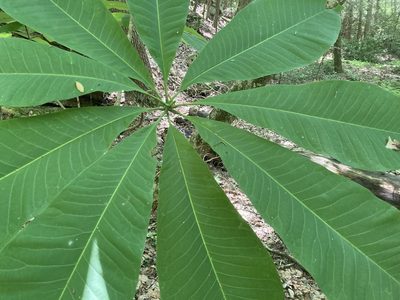 Magnolia tripetala, photographed by Hill Craddock
