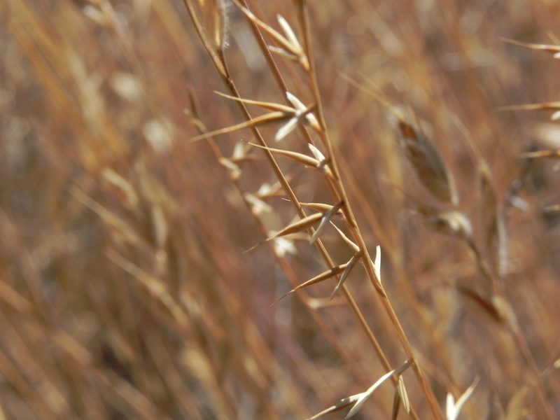 Festuca microstachys, photographed by James C. Davis