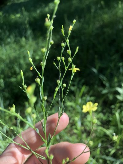 Linum medium, photographed by John Kees