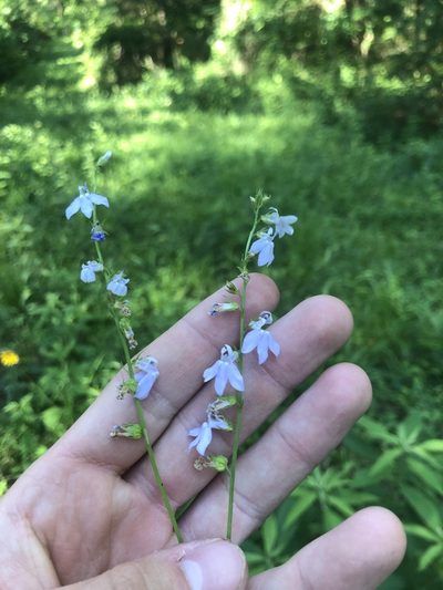 Lobelia appendiculata, photographed by John Kees