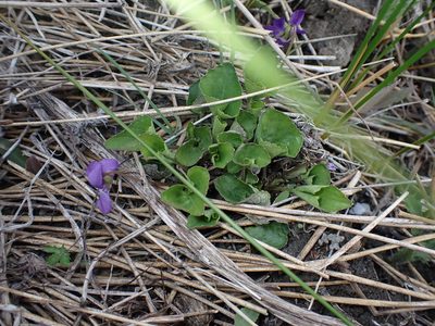 Viola nephrophylla, photographed by Braden J. Judson