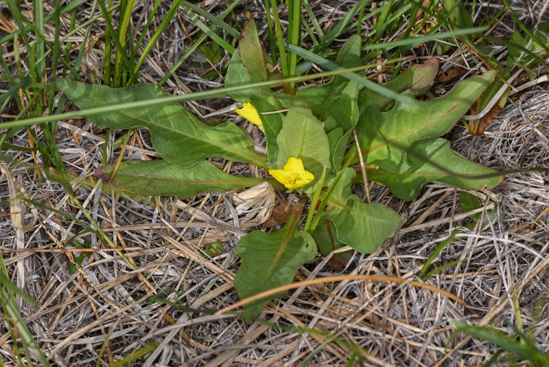 Taraxia subacaulis, photographed by Trevor Van Loon