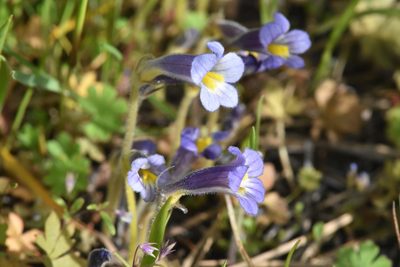 Orobanche uniflora, photographed by Braden J. Judson