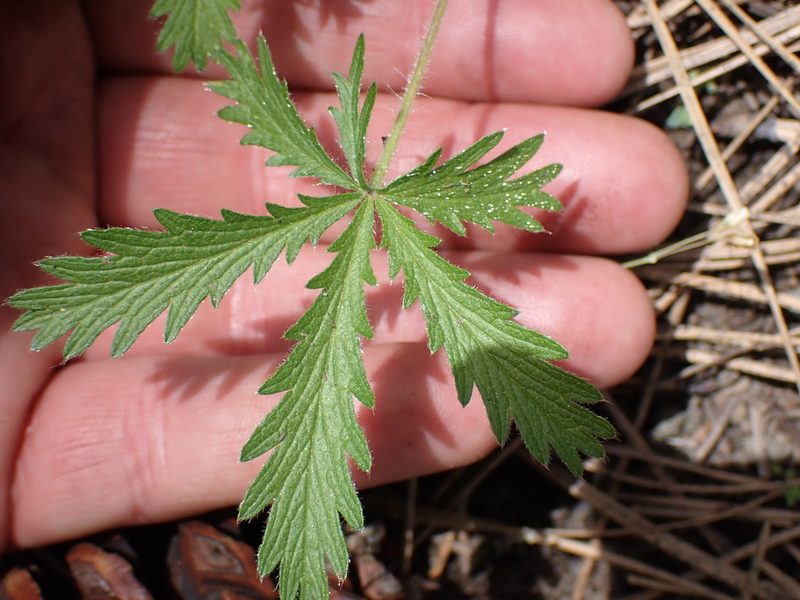 Potentilla gracilis, photographed by Shane Johnson