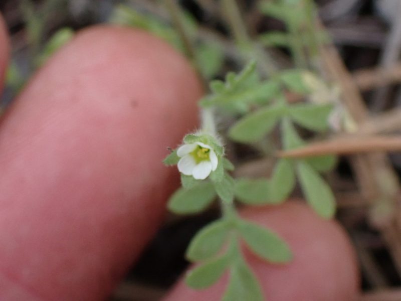 Polemonium micranthum, photographed by Shane Johnson