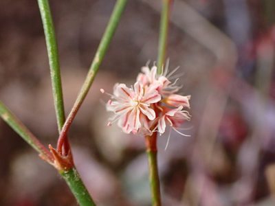 Eriogonum luteolum, photographed by Cricket Raspet