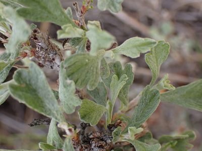 Purshia tridentata, photographed by Shane Johnson