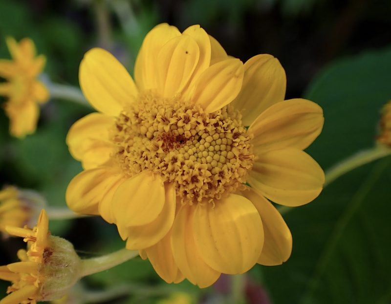 Eriophyllum lanatum, photographed by Cricket Raspet