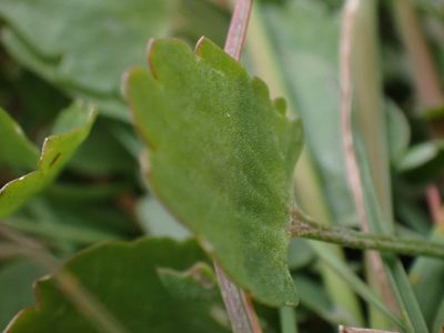 Ranunculus glaberrimus, photographed by Shane Johnson