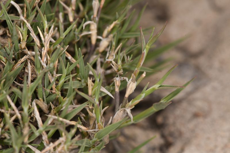 Muhlenbergia richardsonis, photographed by Trevor Van Loon
