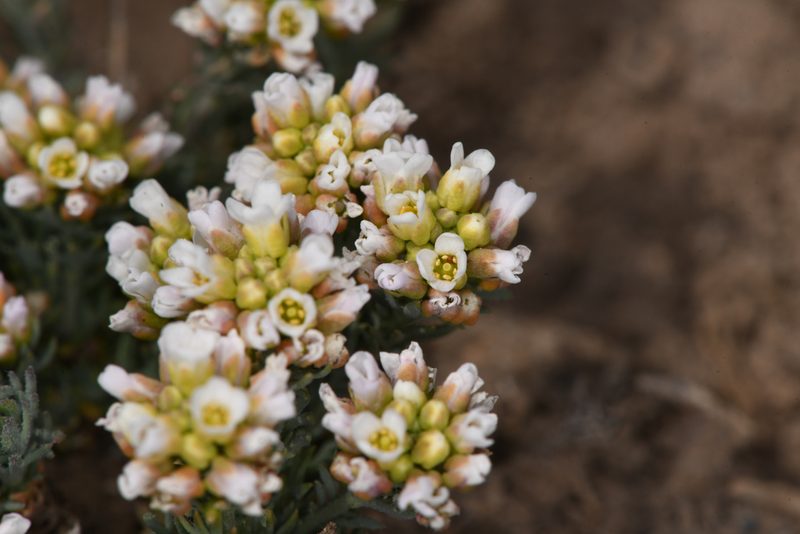 Polyctenium fremontii, photographed by Trevor Van Loon