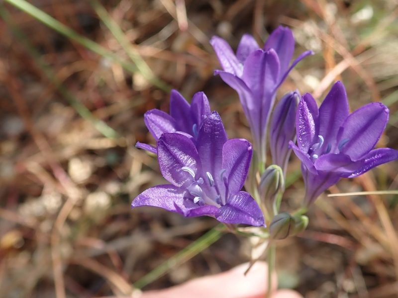 Triteleia laxa, photographed by joergmlpts