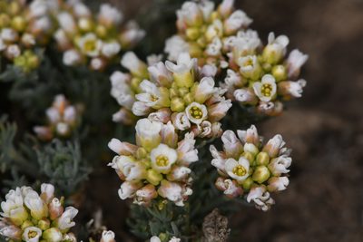 Polyctenium fremontii, photographed by Trevor Van Loon