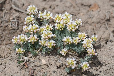 Polyctenium fremontii, photographed by Trevor Van Loon