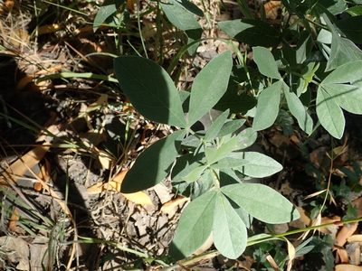 Thermopsis californica