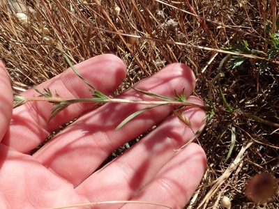 Calycadenia multiglandulosa