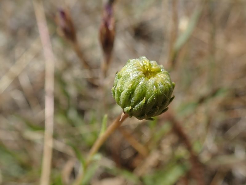 Grindelia hirsutula, photographed by joergmlpts