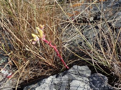 Dudleya farinosa, photographed by joergmlpts