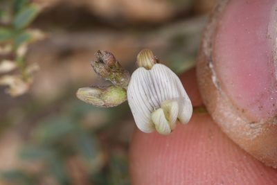 Astragalus johannis-howellii, photographed by Trevor Van Loon