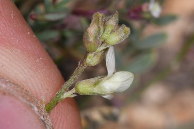 Astragalus johannis-howellii, photographed by Trevor Van Loon
