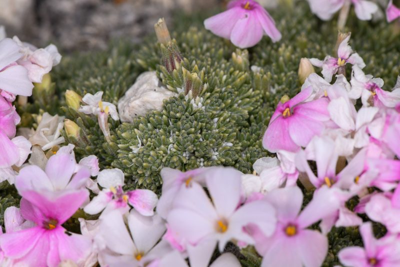 Phlox condensata, photographed by Trevor Van Loon