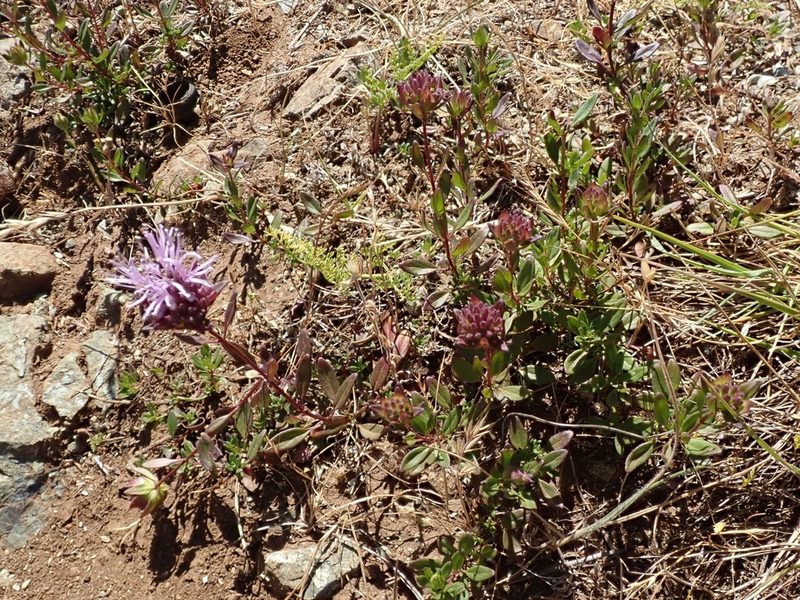 Monardella purpurea, photographed by joergmlpts