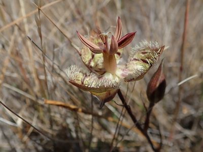 Calochortus tiburonensis