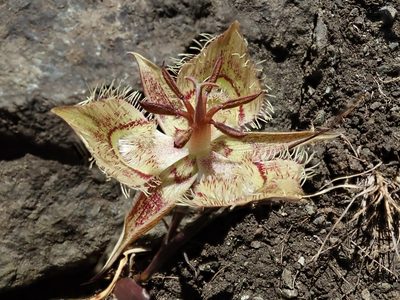 Calochortus tiburonensis, photographed by joergmlpts