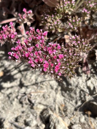 Chorizanthe obovata, photographed by Kristen Nelson