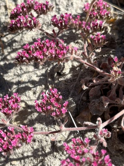 Chorizanthe obovata, photographed by Kristen Nelson