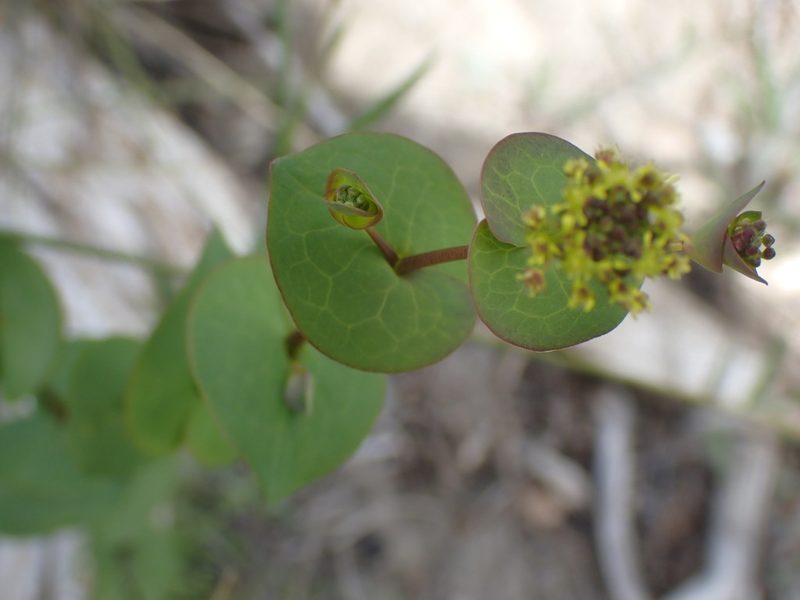 Lepidium perfoliatum, photographed by Shane Johnson