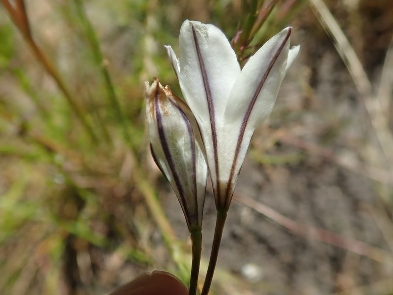 Triteleia peduncularis, photographed by joergmlpts