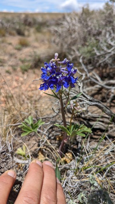 Delphinium andersonii, photographed by Trevor Van Loon