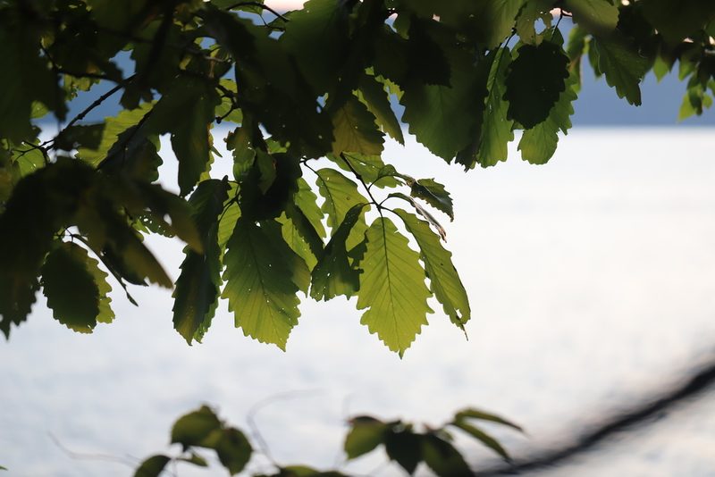 Quercus montana, photographed by Steven Bodzin