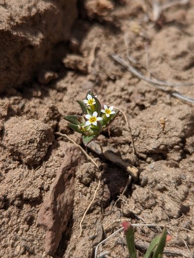 Gymnosteris parvula, photographed by Trevor Van Loon