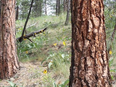Pinus ponderosa, photographed by Shane Johnson