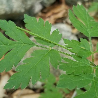Osmorhiza claytonii