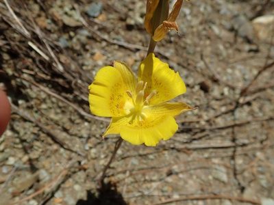 Calochortus luteus, photographed by joergmlpts