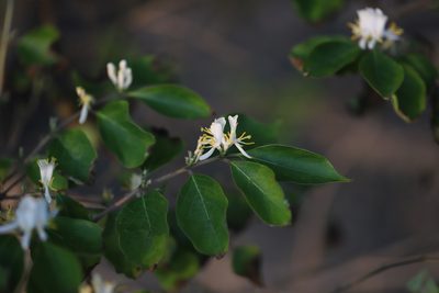 Lonicera maackii