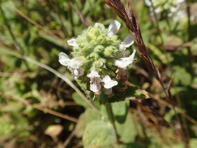 Stachys pycnantha