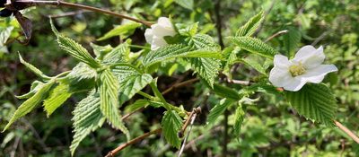 Rhodotypos scandens, photographed by Susan Berry