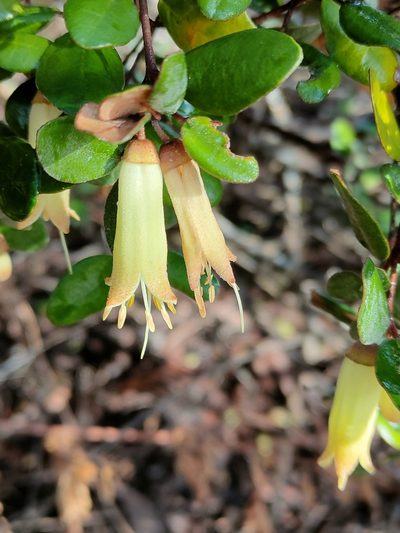Correa backhouseana, photographed by Tony van Kampen