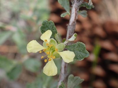 Purshia tridentata, photographed by Shane Johnson