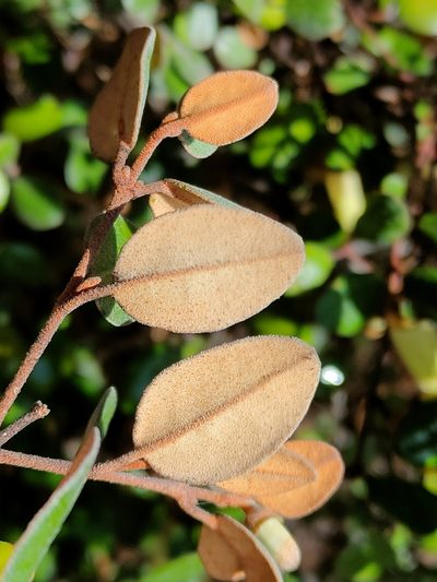 Correa backhouseana, photographed by Tony van Kampen