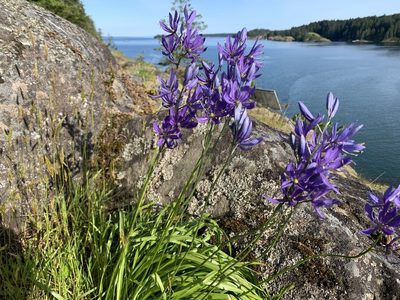Camassia quamash, photographed by davidbroadland